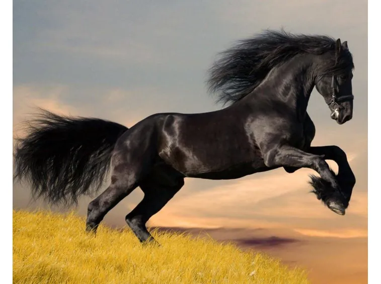 cavallo arabo