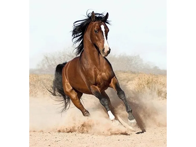cavallo arabo