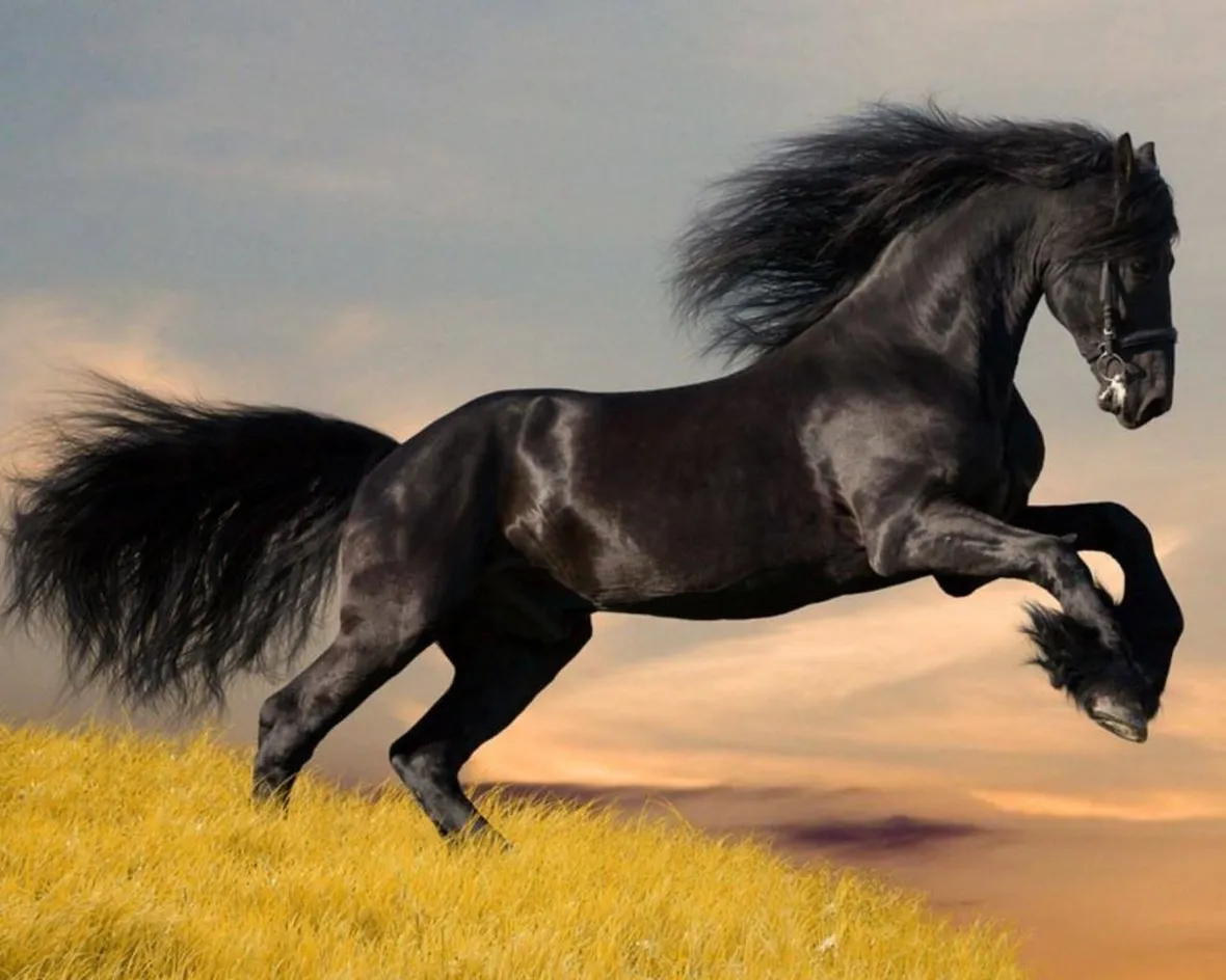 cavallo arabo