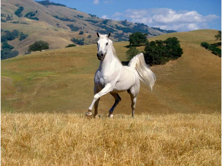 cerco cavalli