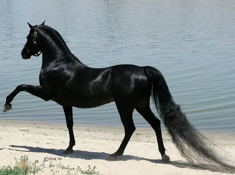 cerco cavalli