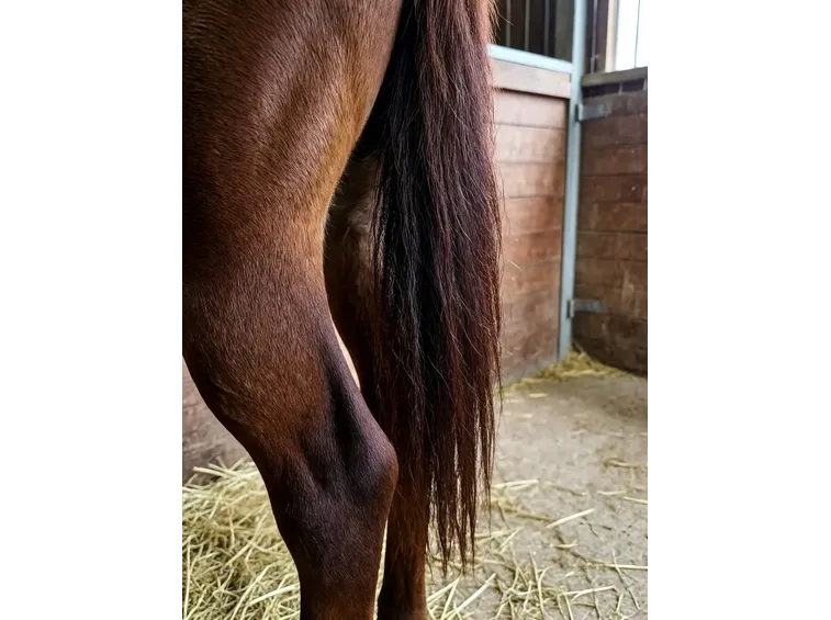 Coda cavallo