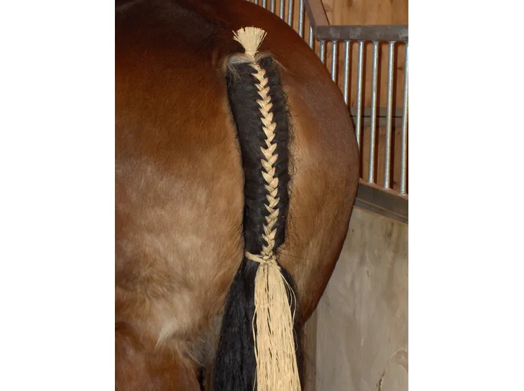 Coda cavallo