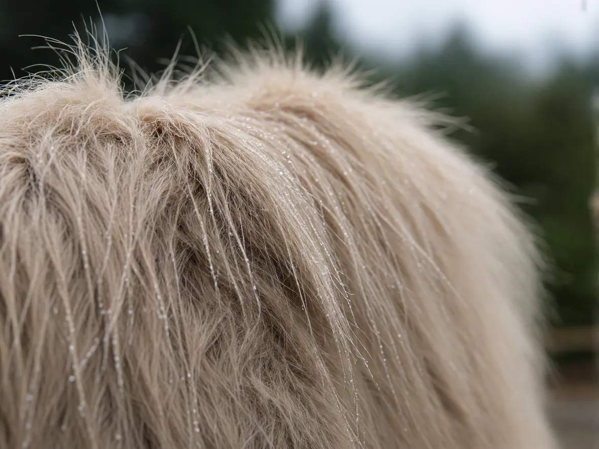 Come il cavallo si difende dal freddo senza aiuto