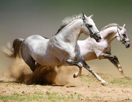 arabian horse