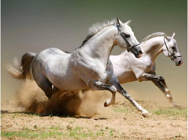 arabian horse