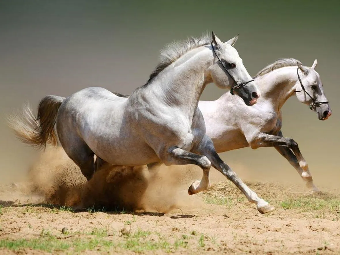 arabian horse