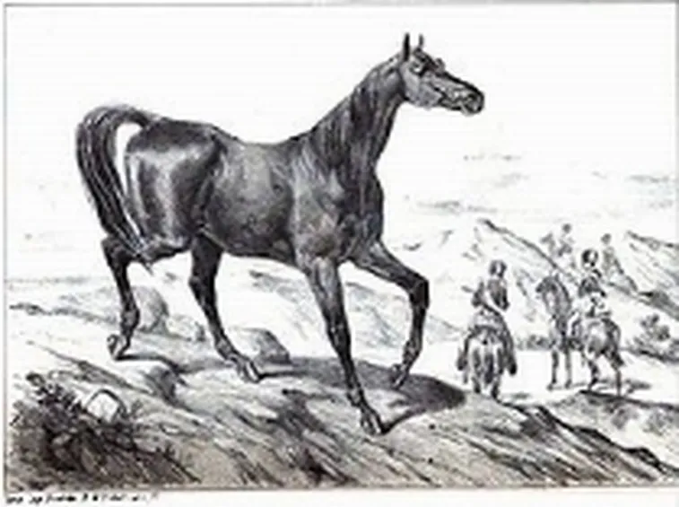 Limousin