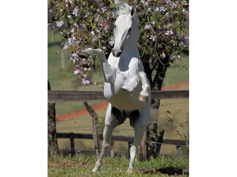 Acrobazie del Lusitano