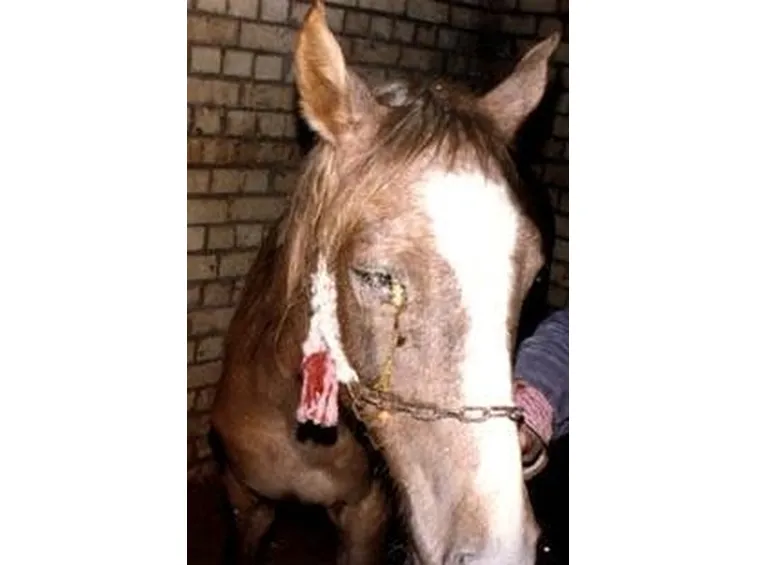 malattie cavallo