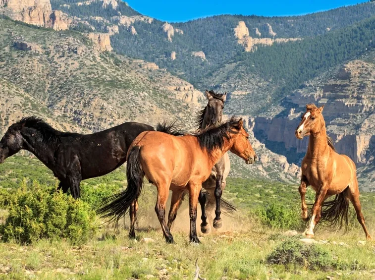 Mandria di Mustang