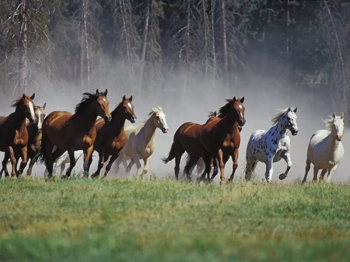 Mustang in libertà