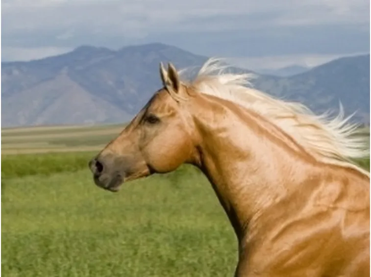 Palomino primo piano
