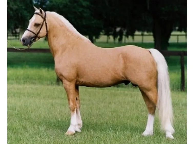 Palomino