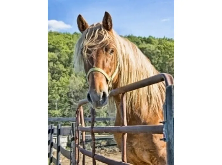 Palomino