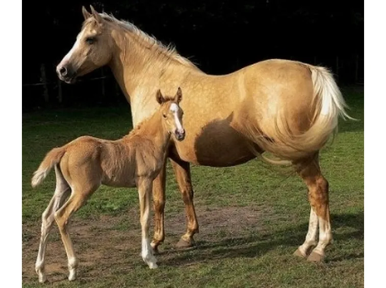 Palomino con puledro