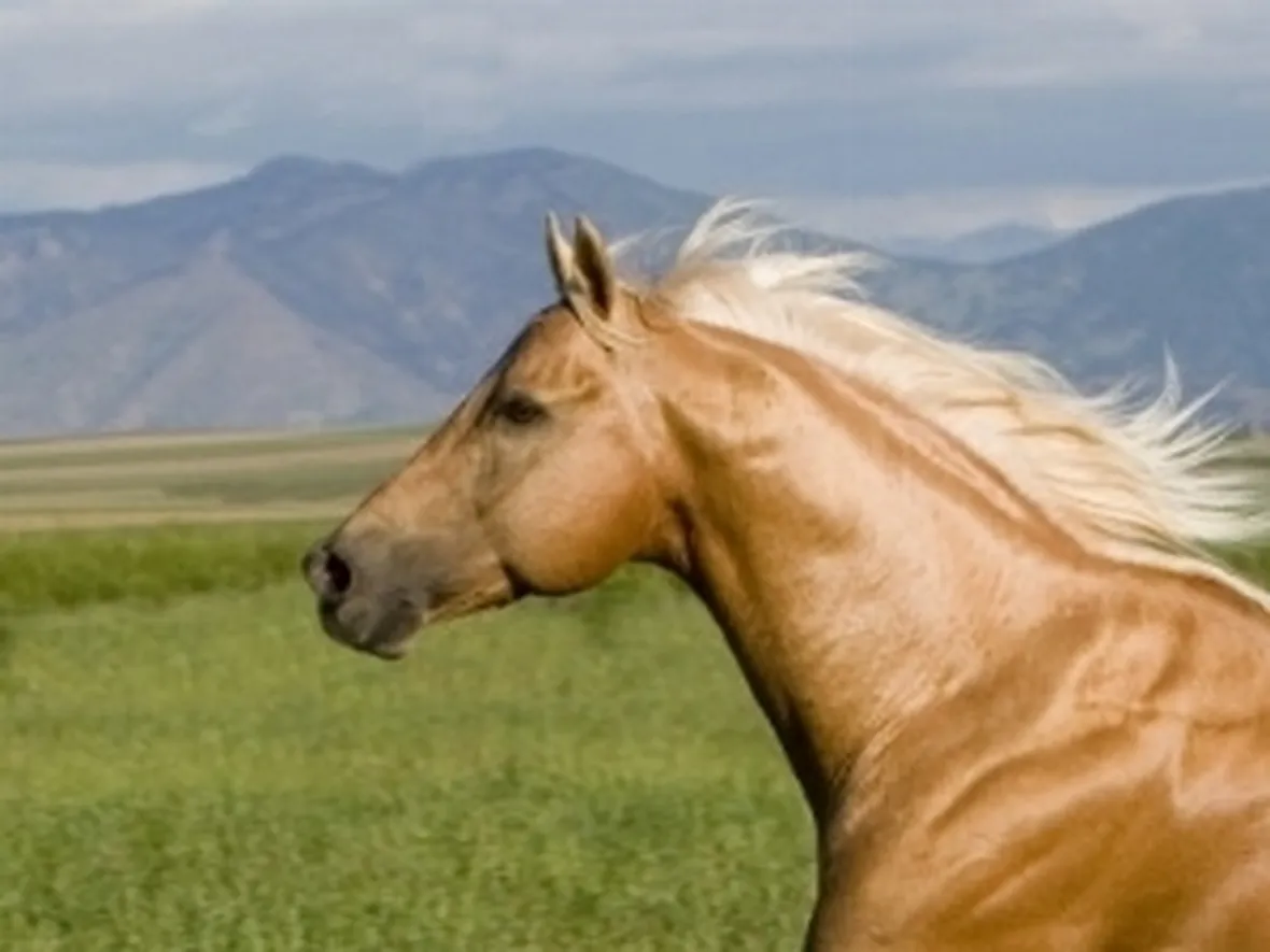 Palomino primo piano