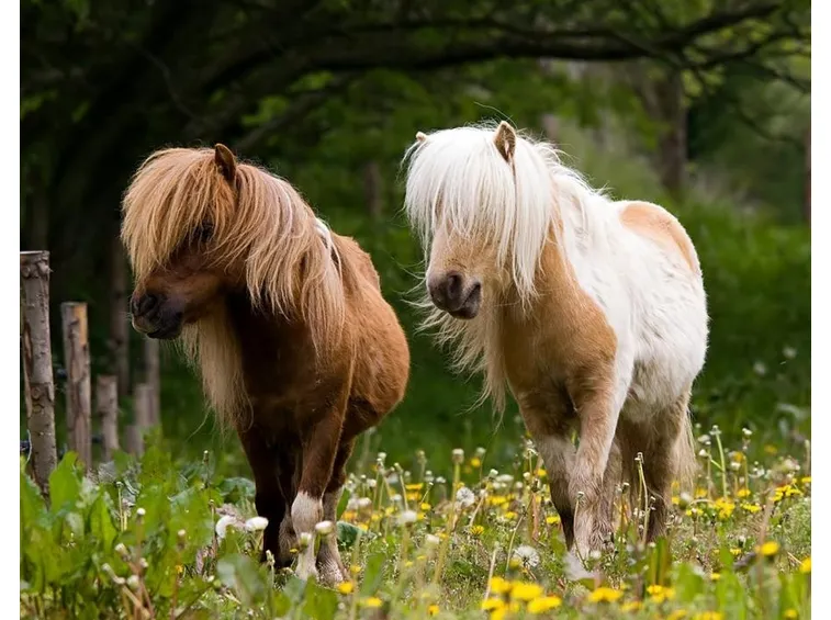 Coppia di pony