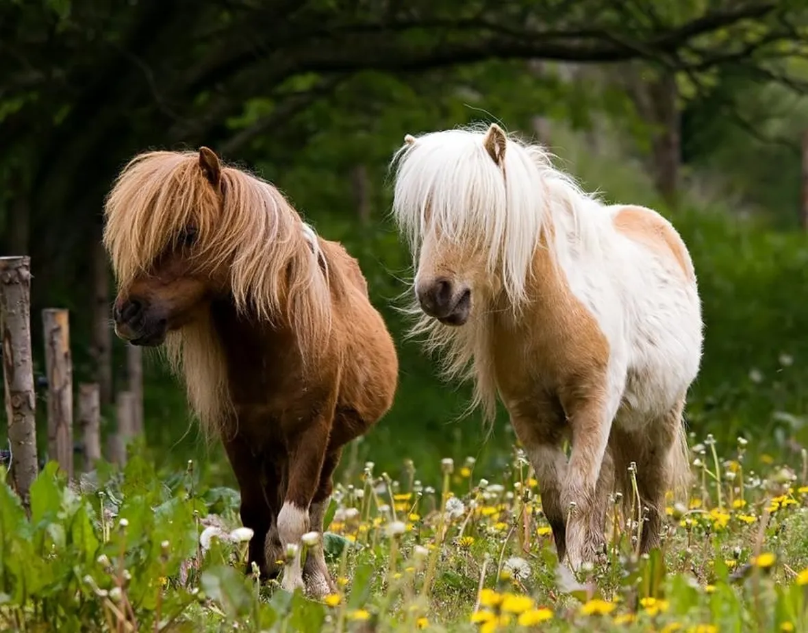 Coppia di pony