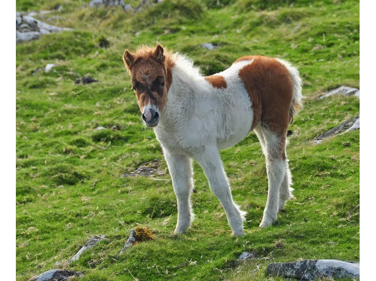 puledro