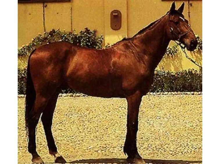 Cavallo Salernitano