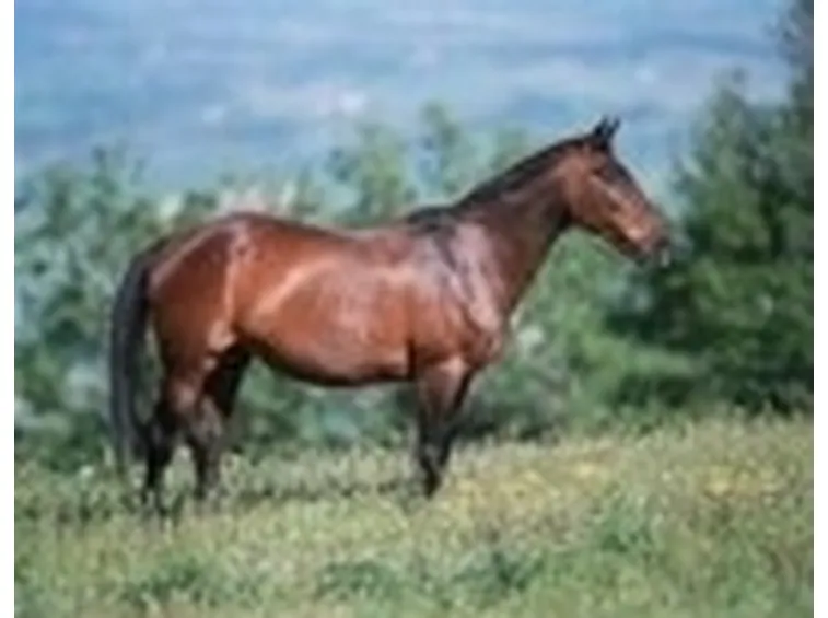 Salernitano