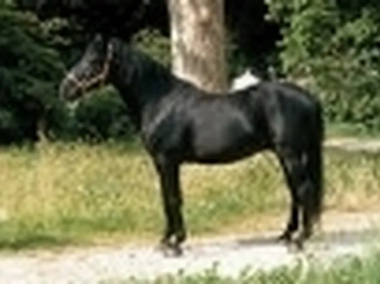 Salernitano