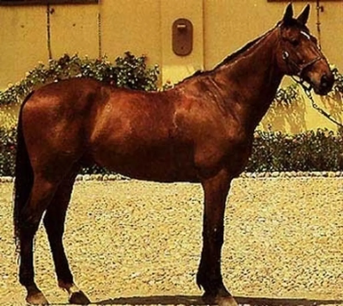 Cavallo Salernitano
