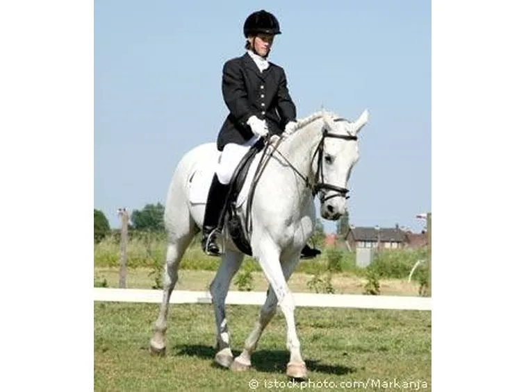 abbigliamento cavallo