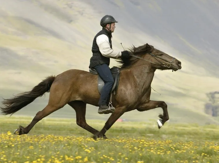 equitazione