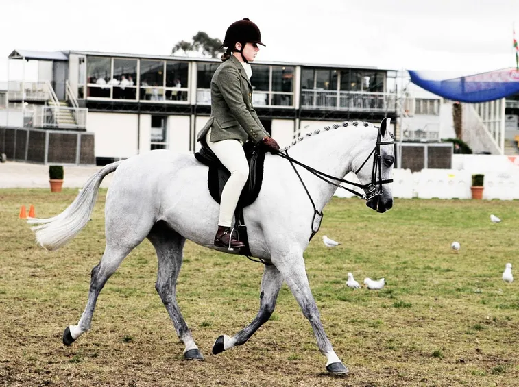 equitazione