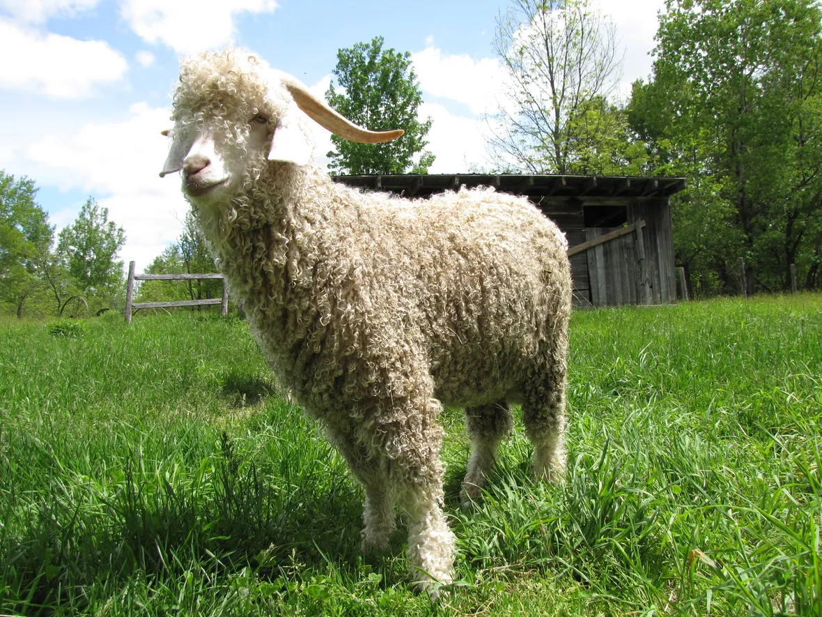 angora goat