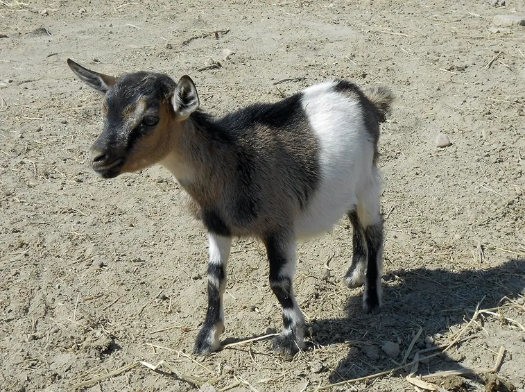 capra tibetana