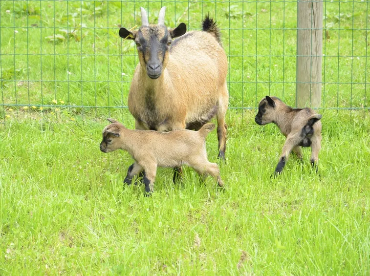 capra tibetana cuccioli