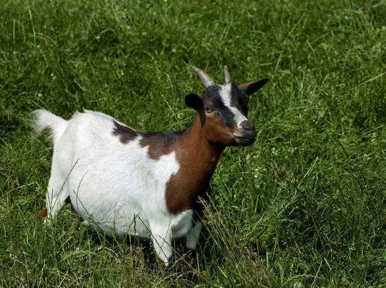 capra tibetana
