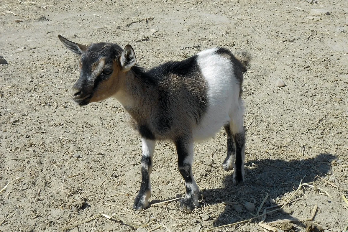 capra tibetana