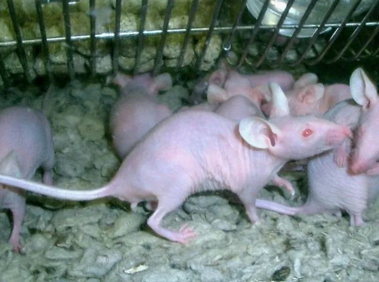 ratti di laboratorio glabri