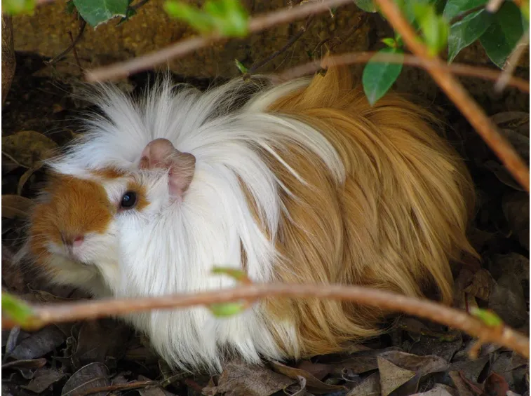 Cavia peruviana a pelo lungo