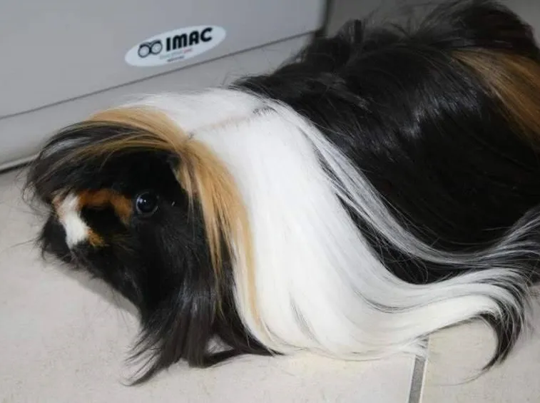 Cavia peruviana