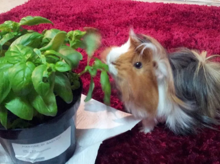 Cavia peruviana