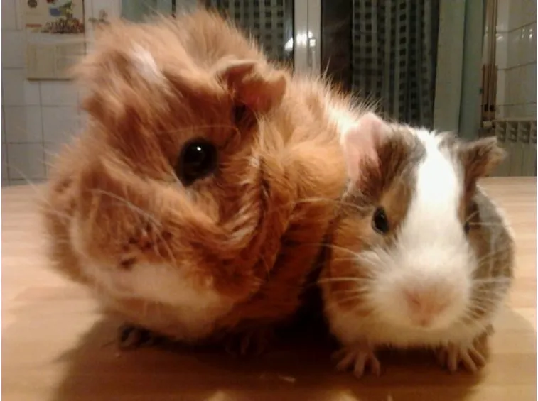 Cavia con cucciolo