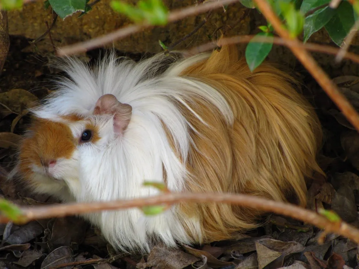 Cavia peruviana a pelo lungo