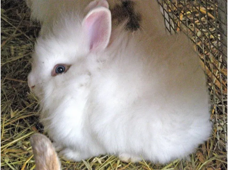 Coniglio nano angora