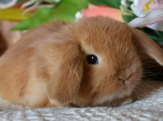 Tenero cucciolo di coniglio nano ariete