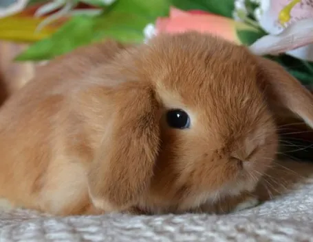 Tenero cucciolo di coniglio nano ariete
