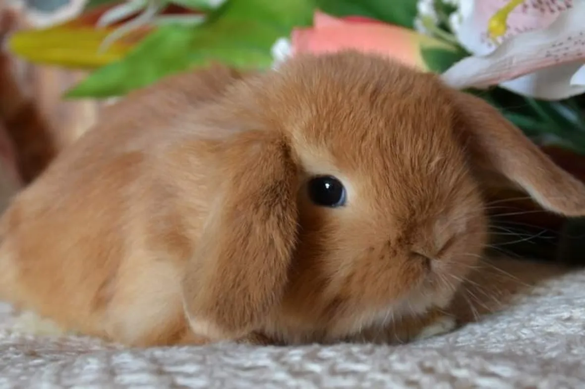Tenero cucciolo di coniglio nano ariete