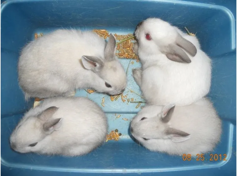 Cuccioli di coniglio nano ermellino