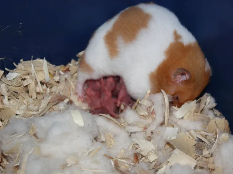 Mamma criceto con i piccoli