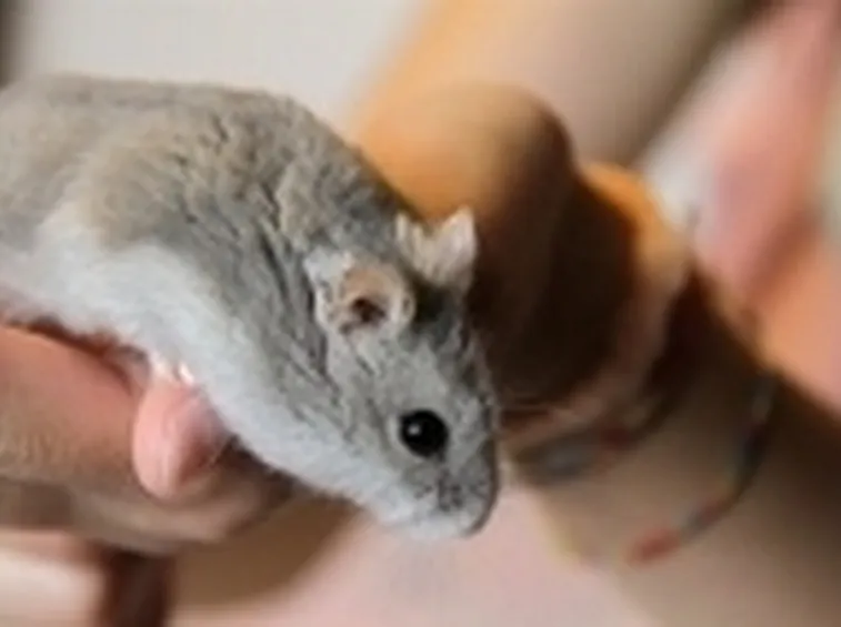 Criceto malattie