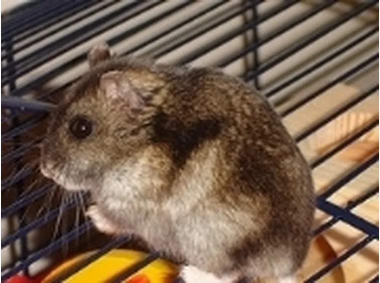 Criceto malattie